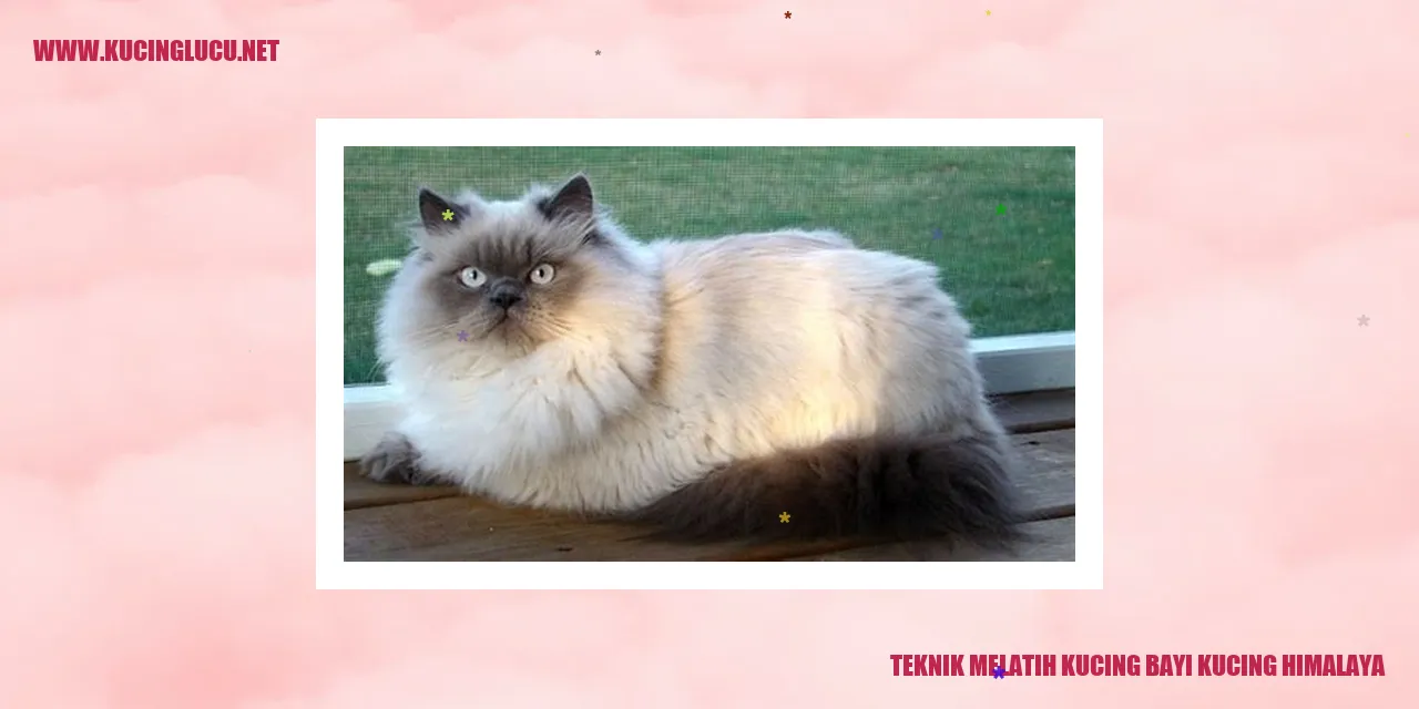 Kucing Himalaya