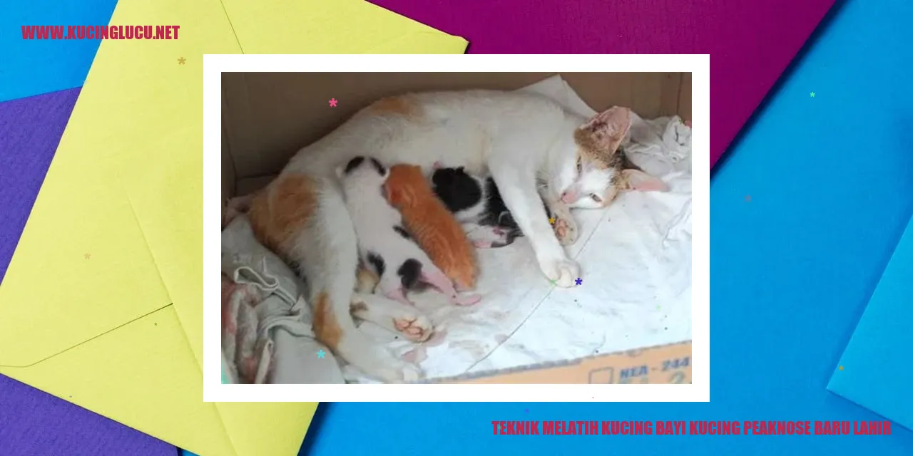 Teknik Mendidik Anak Kucing Peaknose yang Baru Lahir