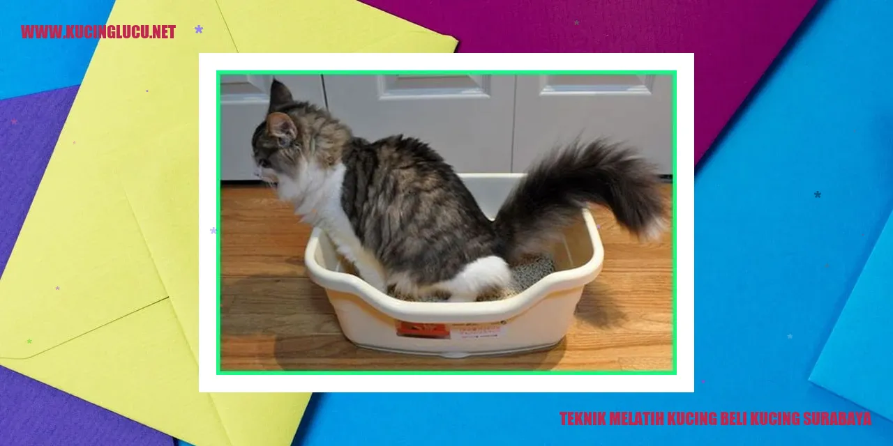 Melatih kucing