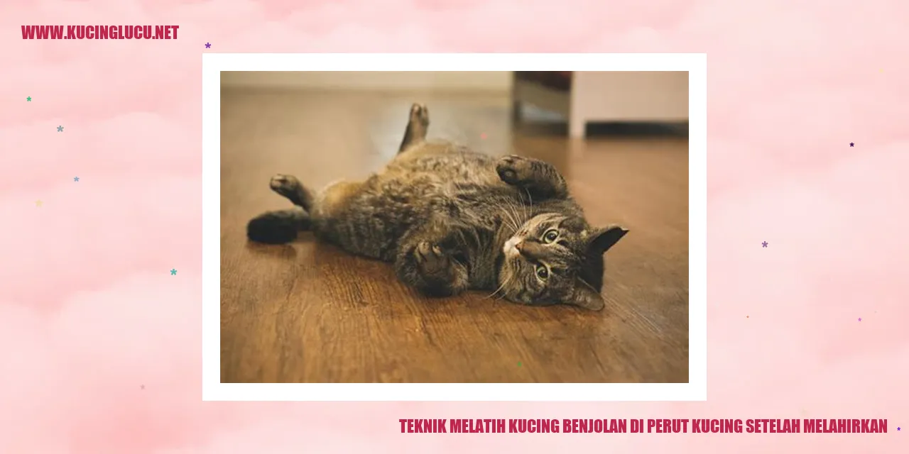 Teknik Melatih Kucing Benjolan di Perut Kucing Setelah Melahirkan