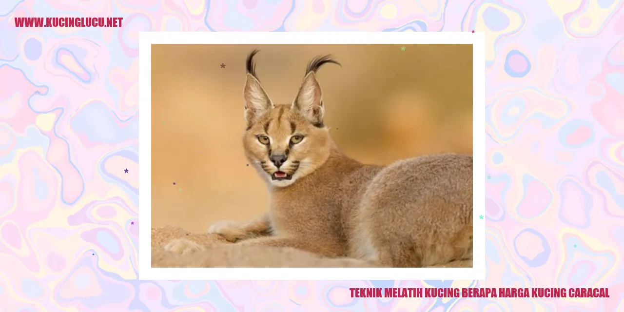 Gambar Kucing Caracal