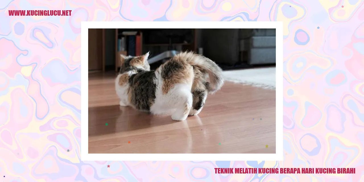 Gambar Kucing Sedang Birahi