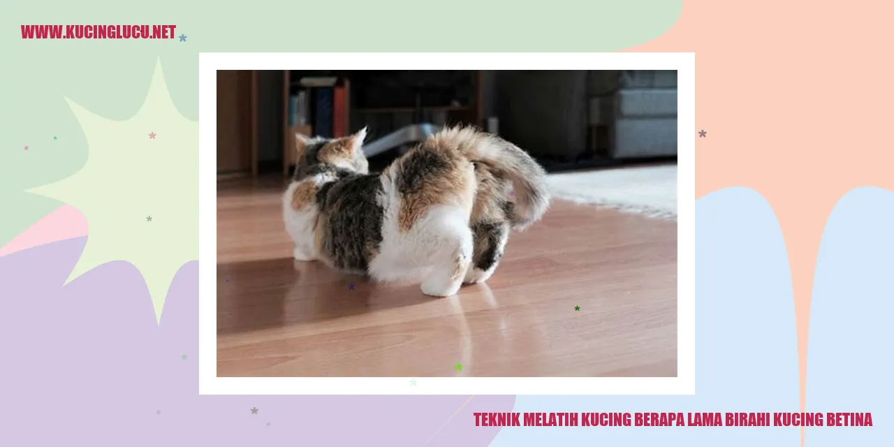 Melatih Kucing
