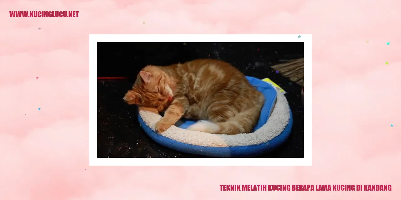 Teknik Melatih Kucing