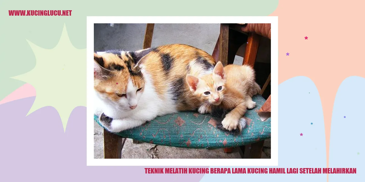 Kucing hamil