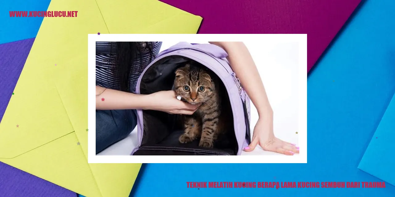 Kucing sedang diberikan pelatihan