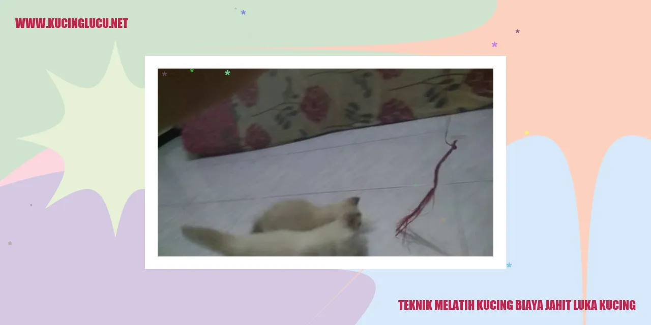 gambar kucing sedang bermain