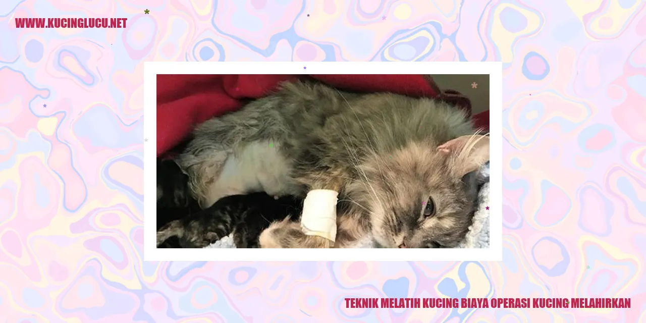 Gambar kucing melahirkan