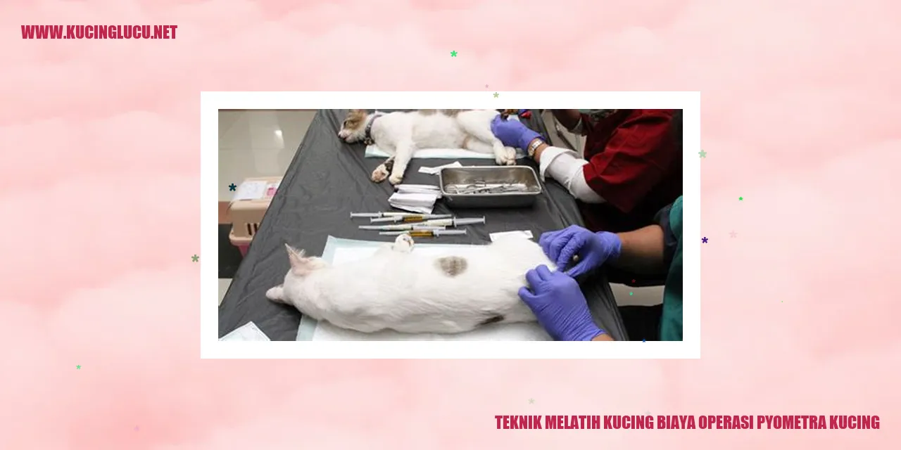 Kucing Lucu