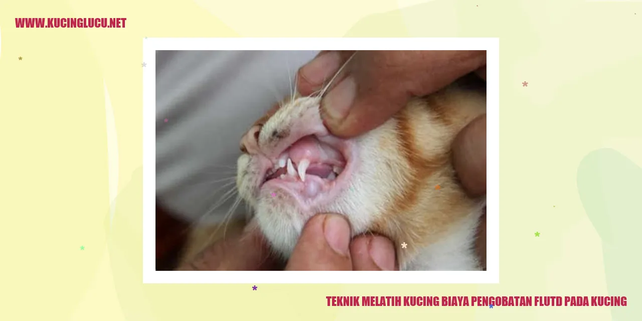kucing mengikuti perintah