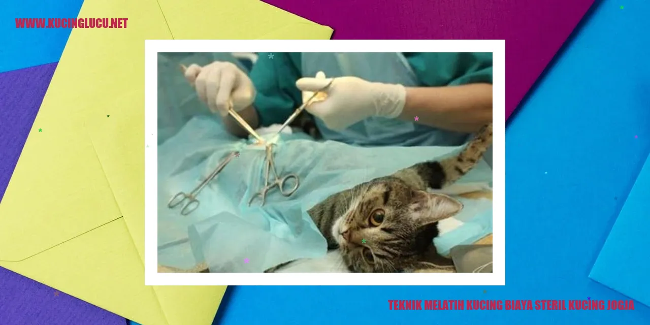 Kucing yang sedang dilatih di Jogja