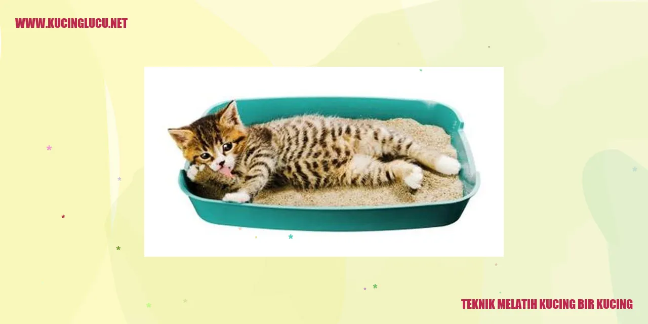 Gambar kucing sedang dilatih