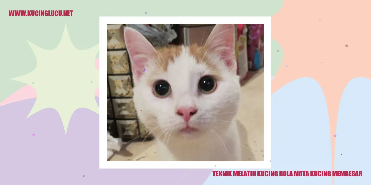 Kucing dengan bola mata besar