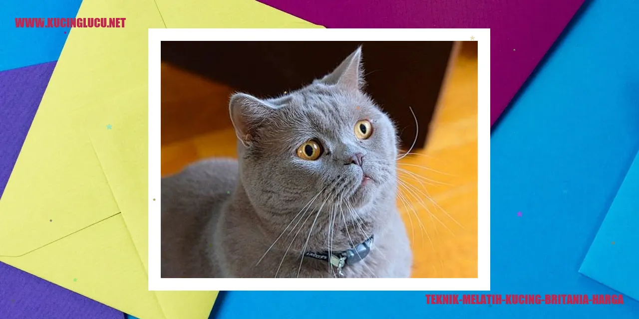 Gambar Kucing Britania