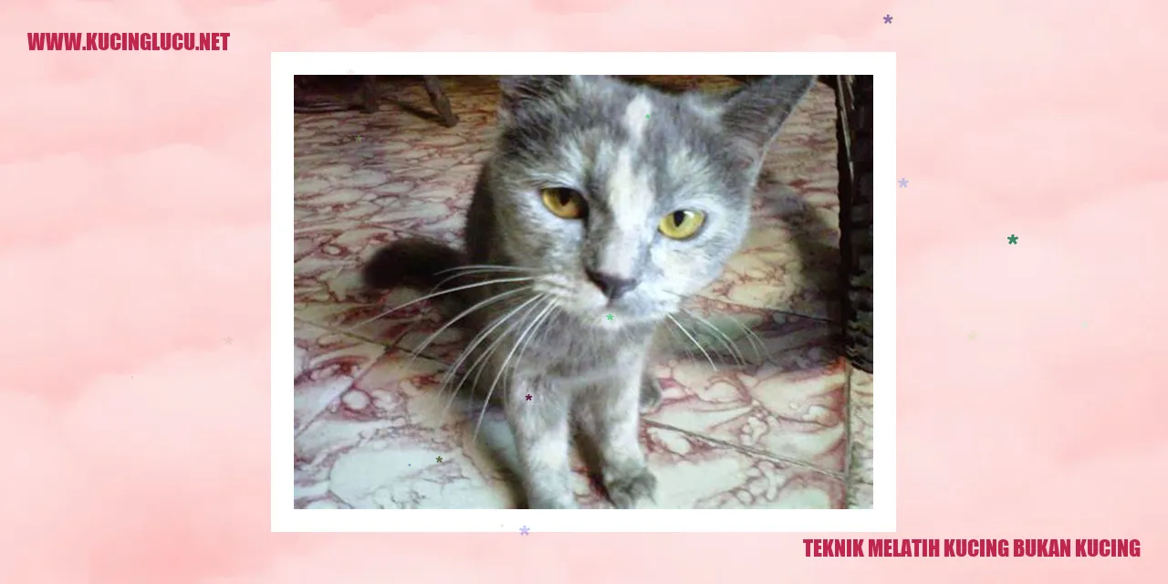 Gambar mempelajari kucing