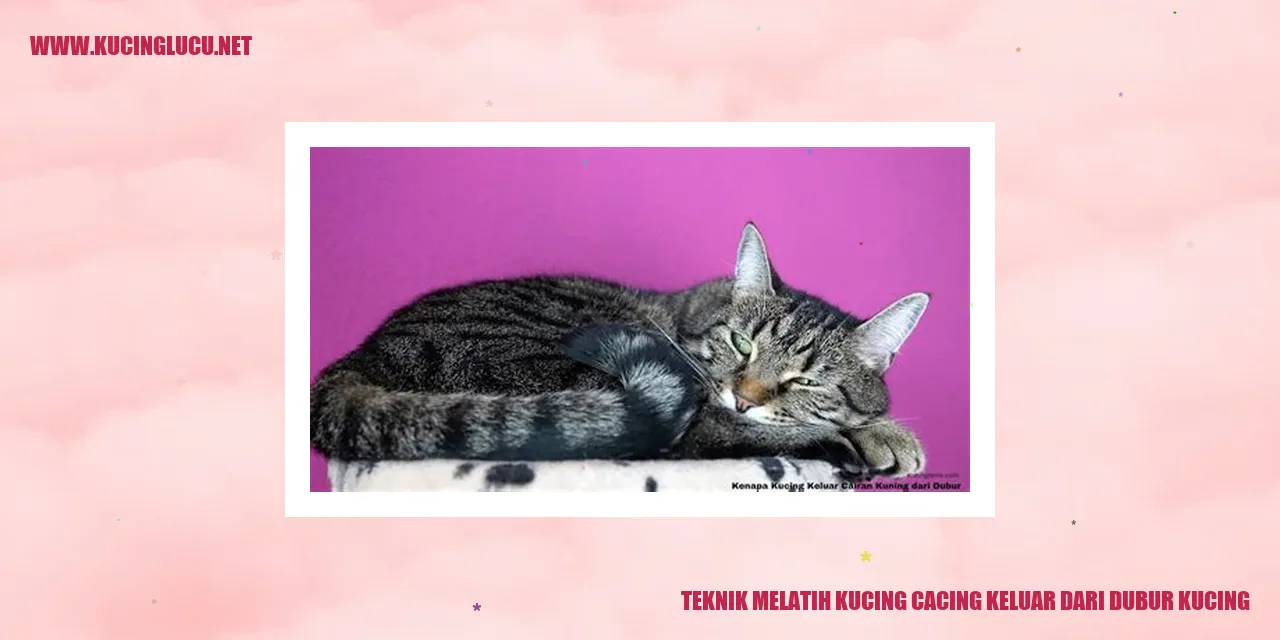 Gambar kucing