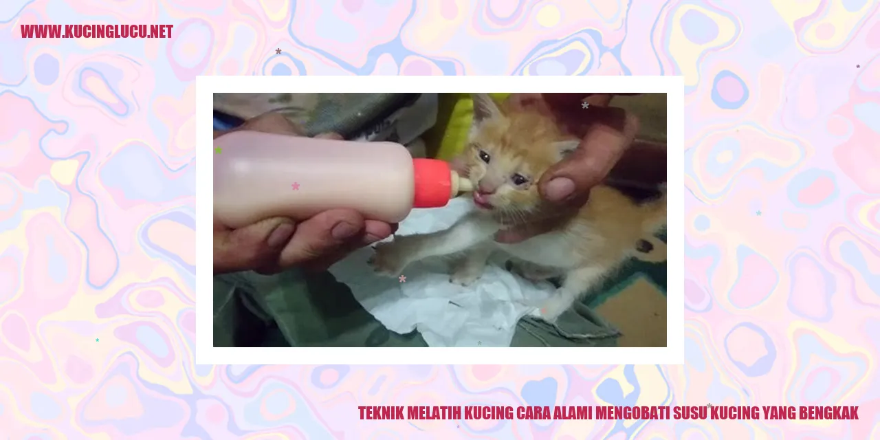 Teknik Melatih Kucing cara alami mengobati susu kucing yang bengkak