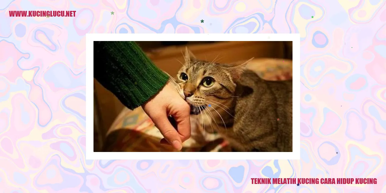 Gambar kucing