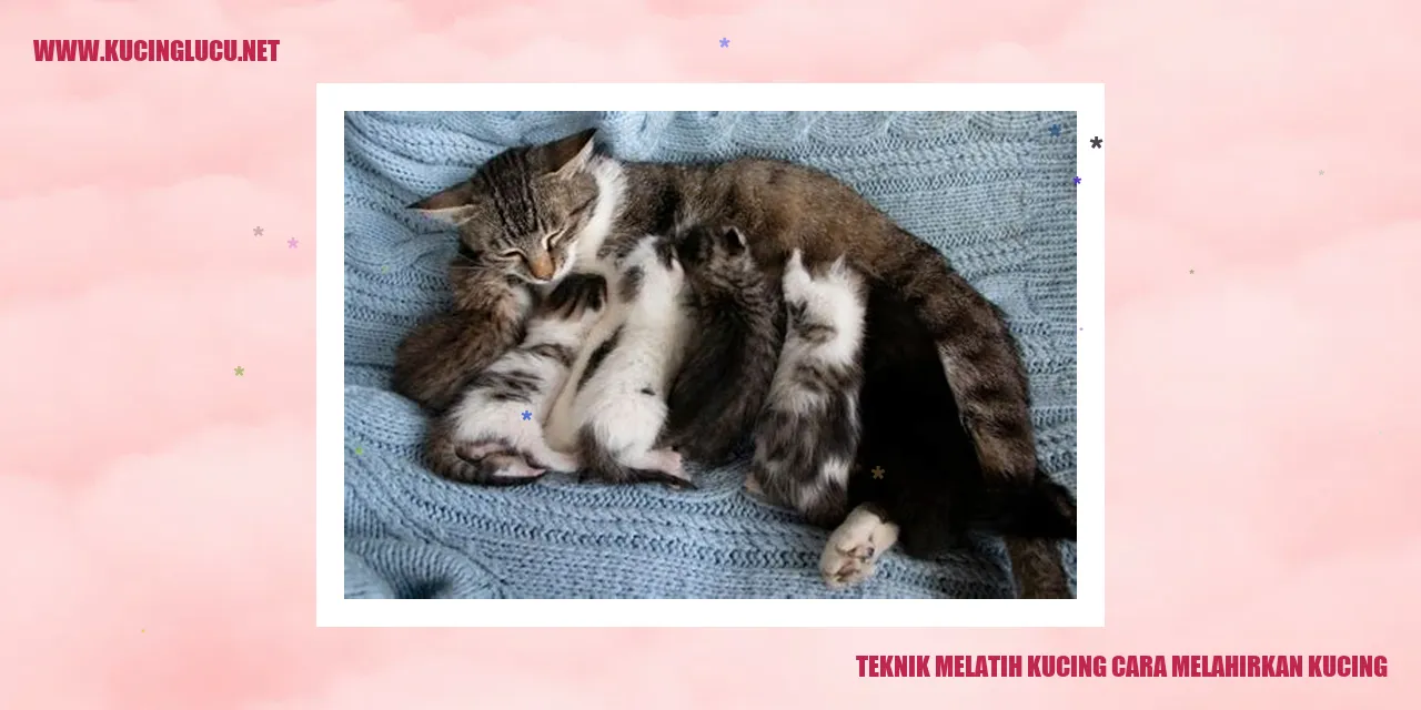 Gambar Kucing Melahirkan