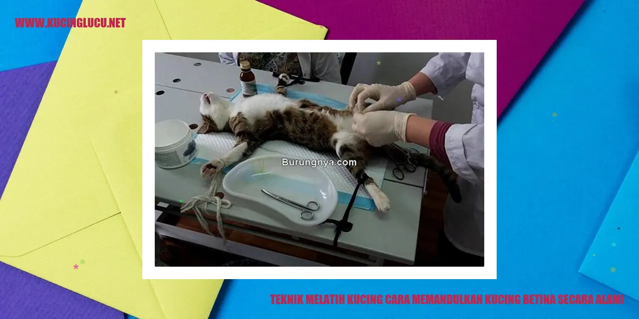Teknik Melatih Kucing cara memandulkan kucing betina secara alami
