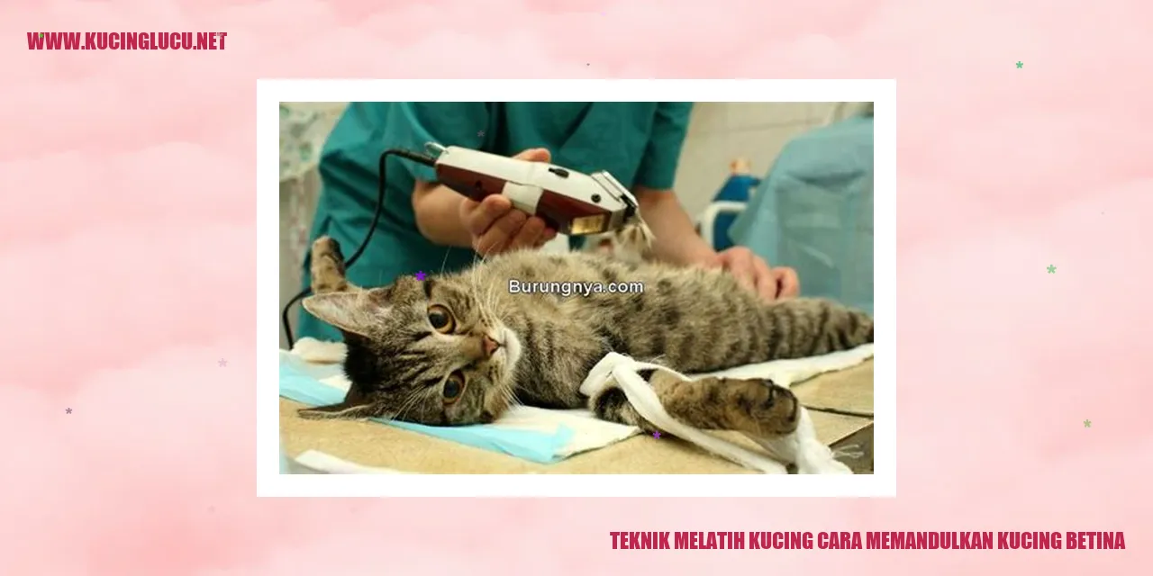 Gambar kucing betina yang memandulkan