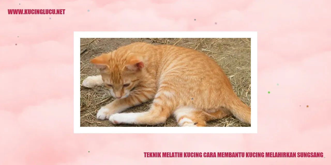 Teknik Melatih Kucing cara membantu kucing melahirkan sungsang