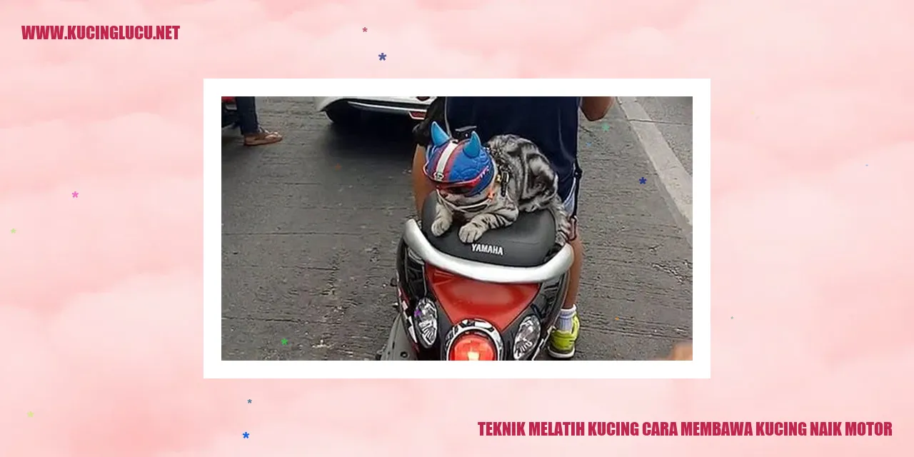 Kucing Membawa Kucing Naik Motor