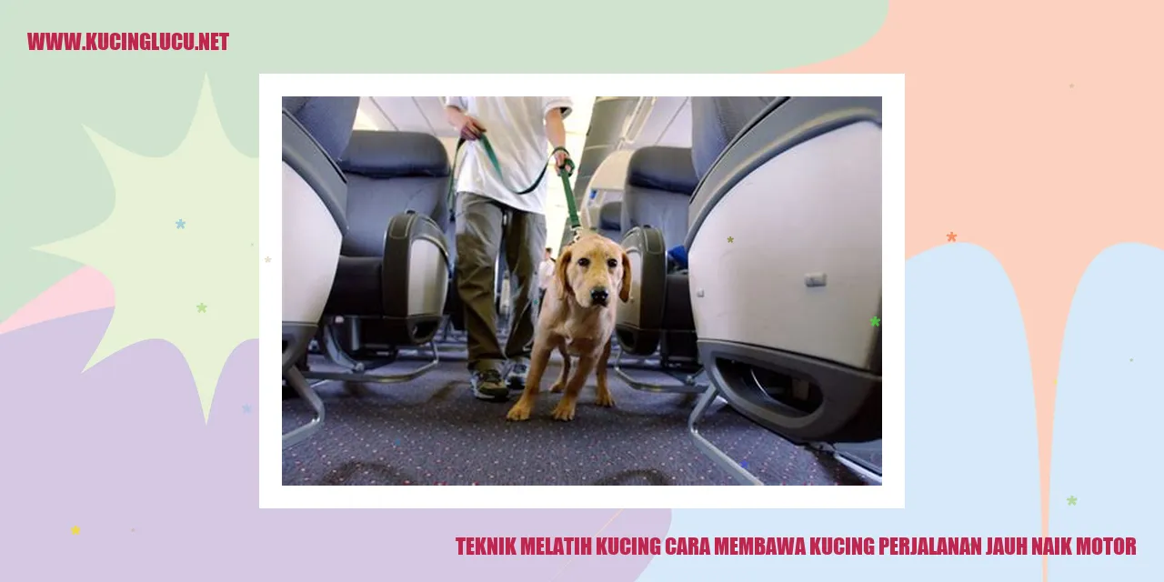 gambar kucing naik motor