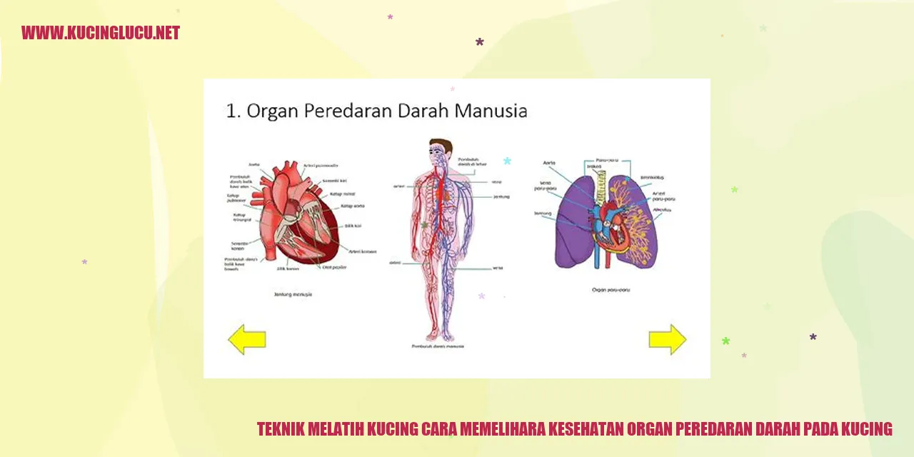 Gambar Kucing yang Lucu