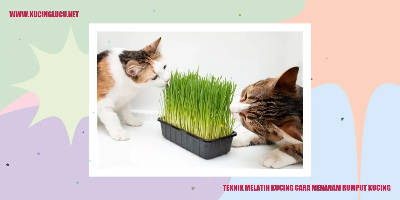 Gambar Rumput Kucing