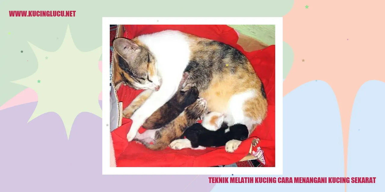 Gambar Kucing