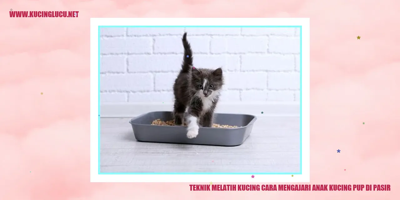 Anak kucing pup di pasir