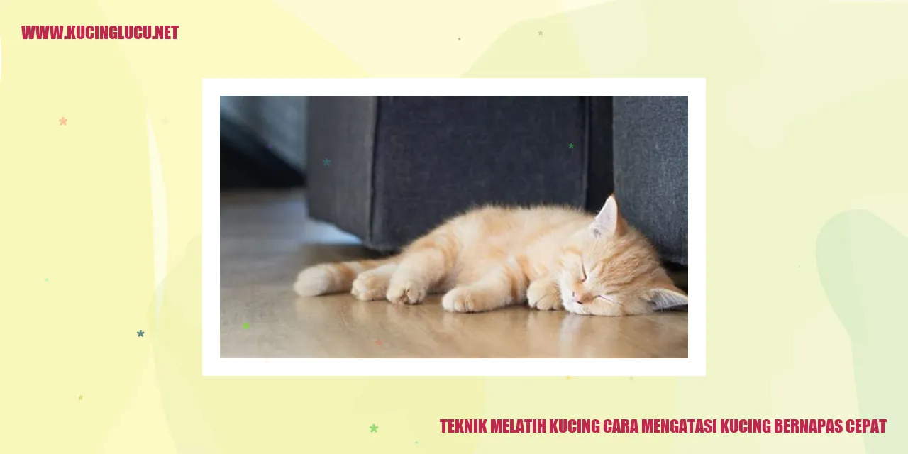 gambar kucing