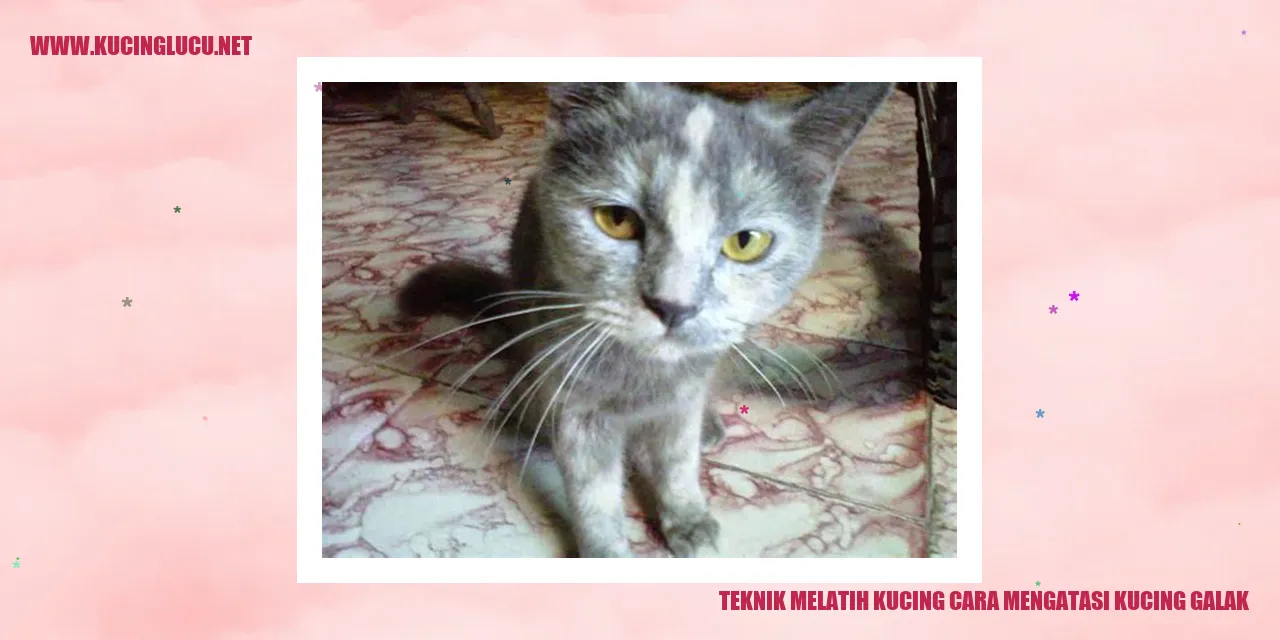 Teknik Melatih Kucing cara mengatasi kucing galak