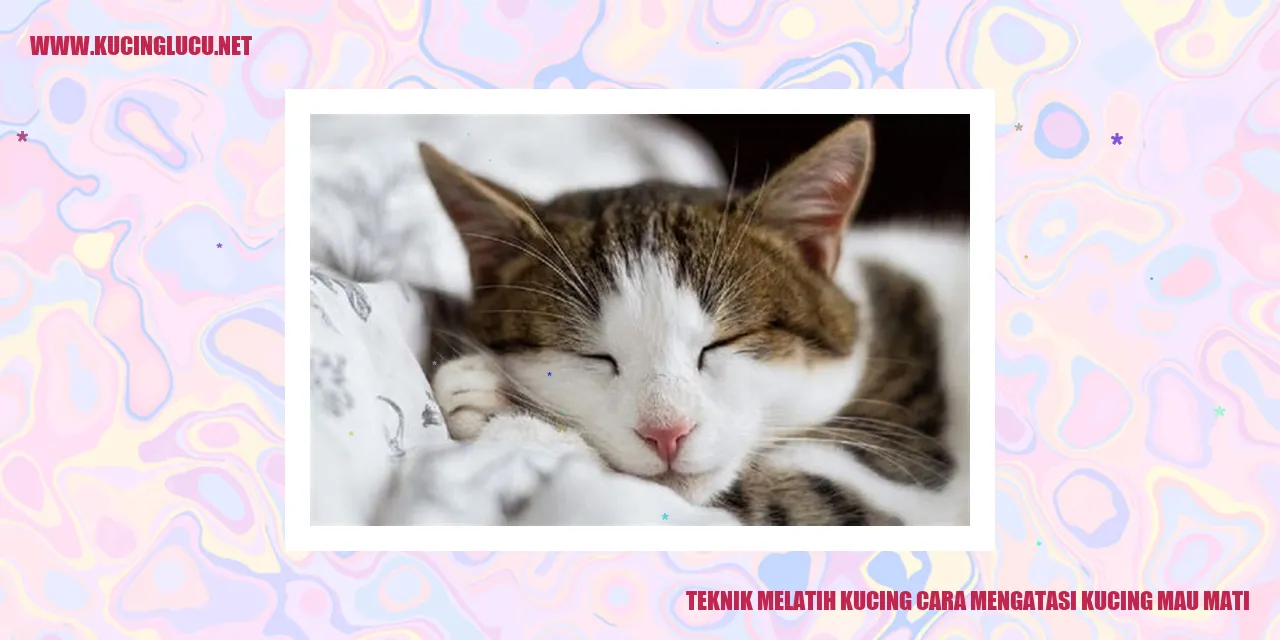 seekor kucing sedang bermain dengan mainannya