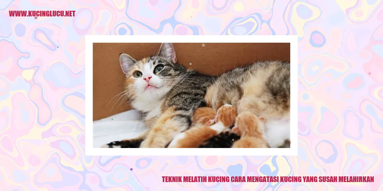 Teknik Melatih Kucing cara mengatasi kucing yang susah melahirkan