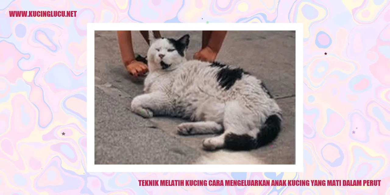 gambar kucing