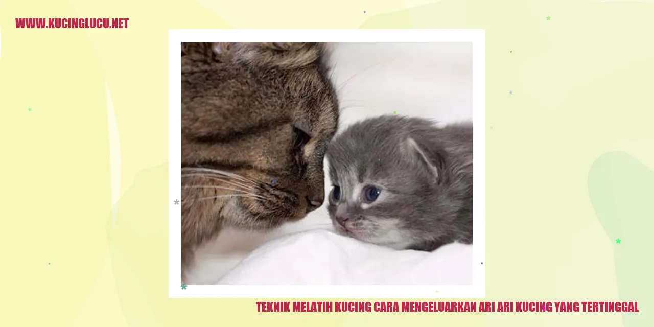 Kucing Mengeluarkan Ari Ari