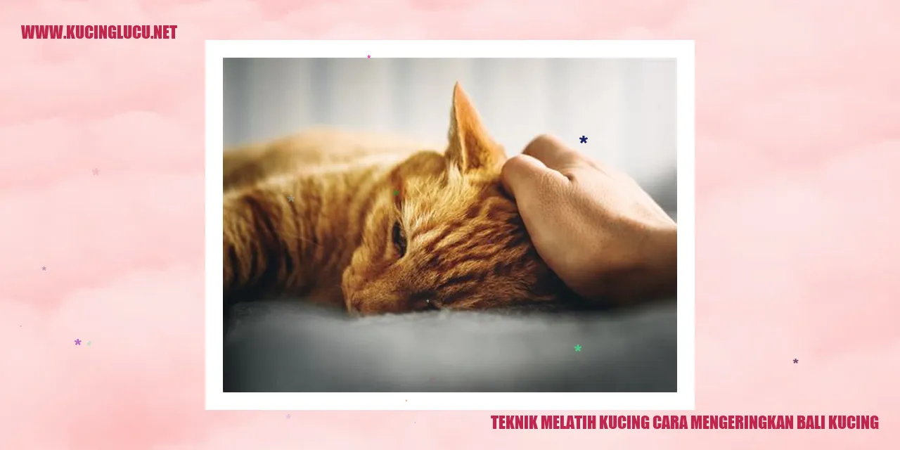 Gambar kucing mengeringkan bulu