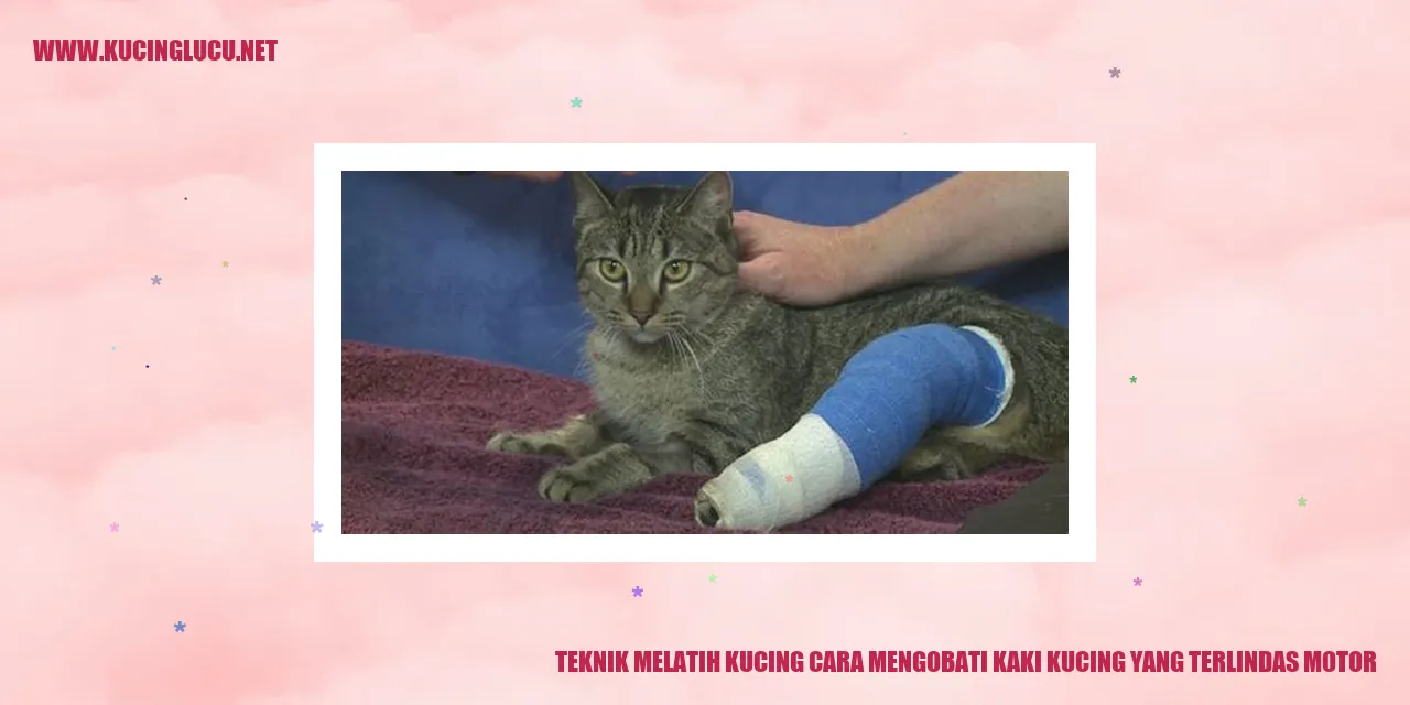 Gambar: Teknik Melatih Kucing