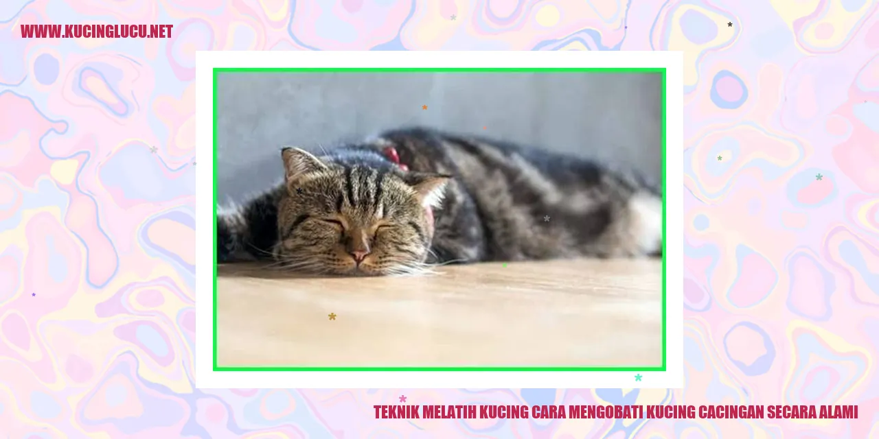 Gambar kucing sehat