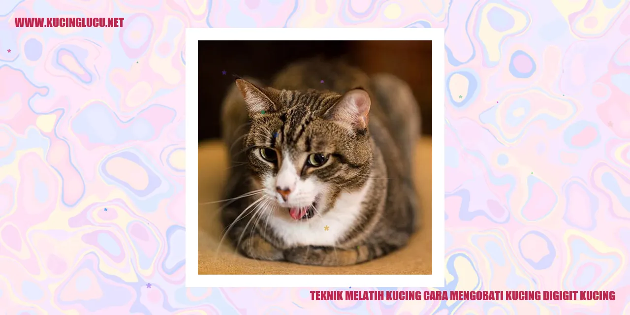 Melatih Kucing