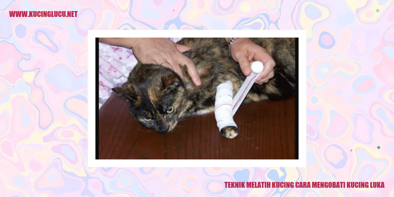 Kucing sedang mendapatkan perawatan untuk luka