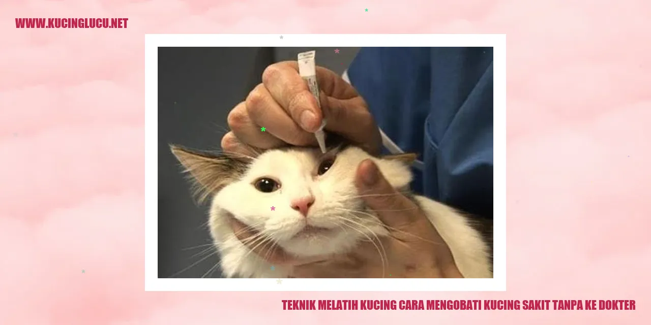 Teknik Melatih Kucing