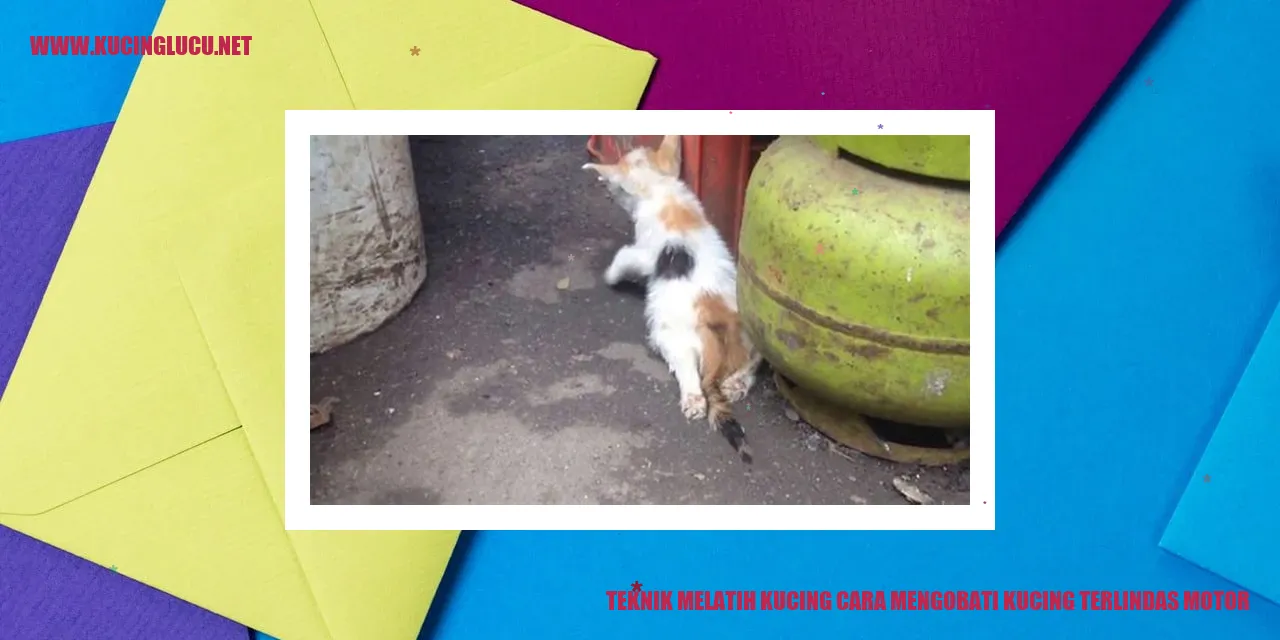 Kucing Terlindas Motor