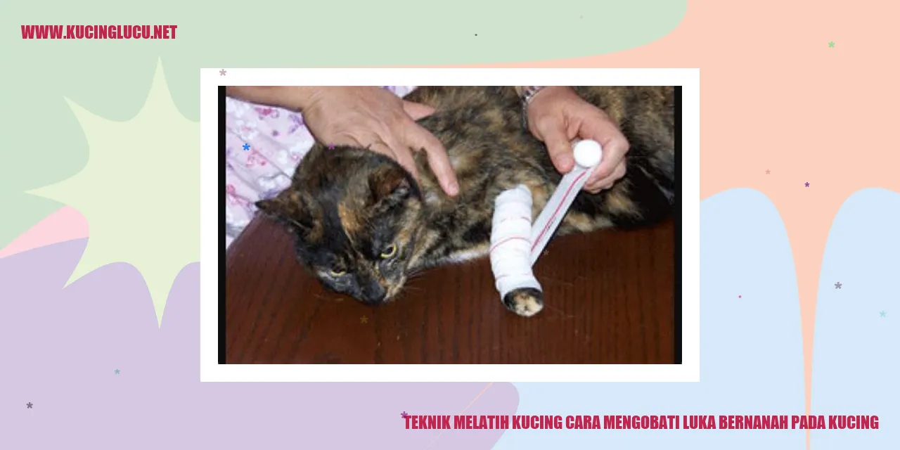 Teknik Melatih Kucing cara mengobati luka bernanah pada kucing
