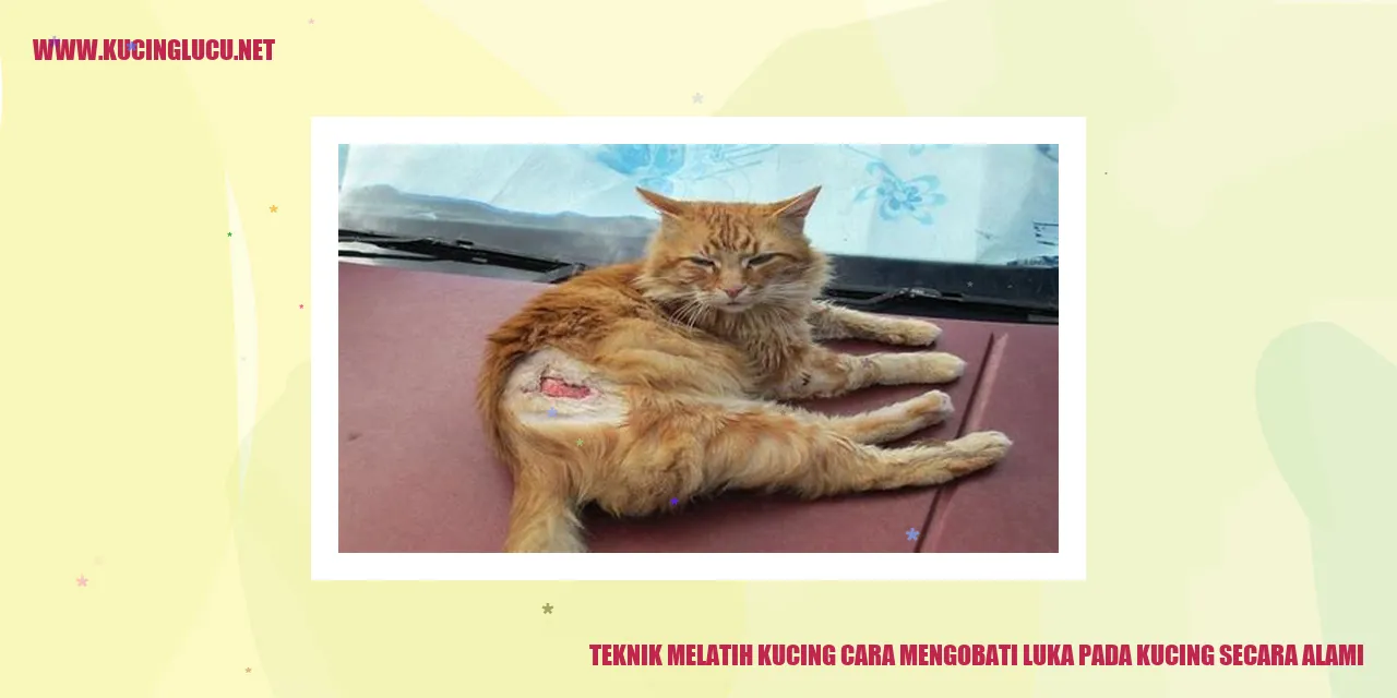 Melatih Kucing Mengobati Luka