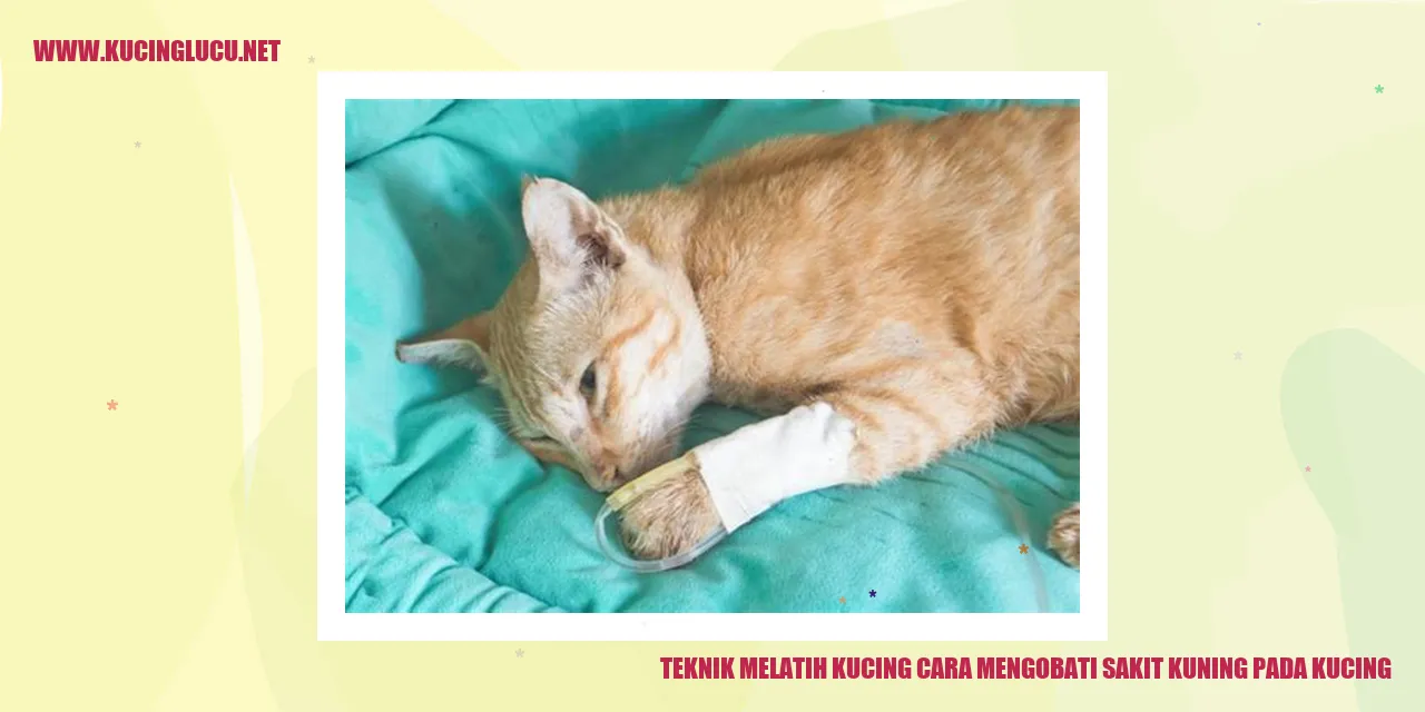 Teknik Melatih Kucing cara mengobati sakit kuning pada kucing