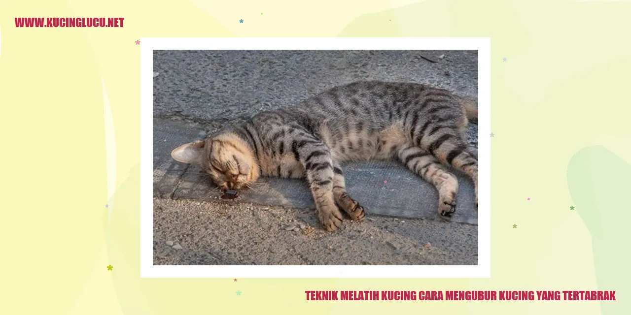Teknik Melatih Kucing
