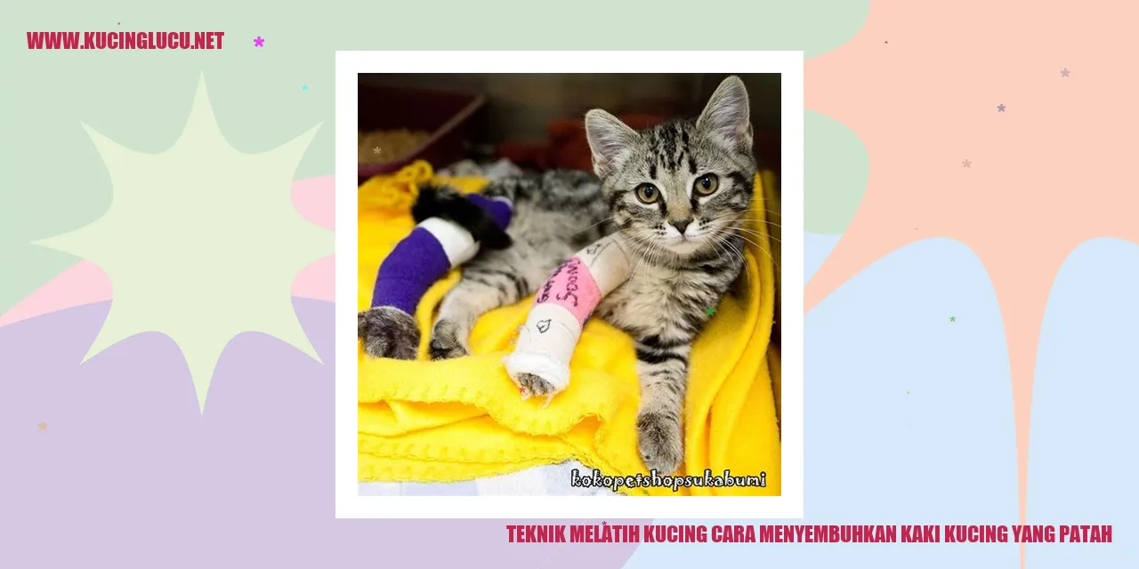 Kaki kucing yang patah